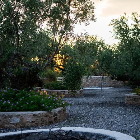 Pantazi Olive * Kotronion (West Mani)